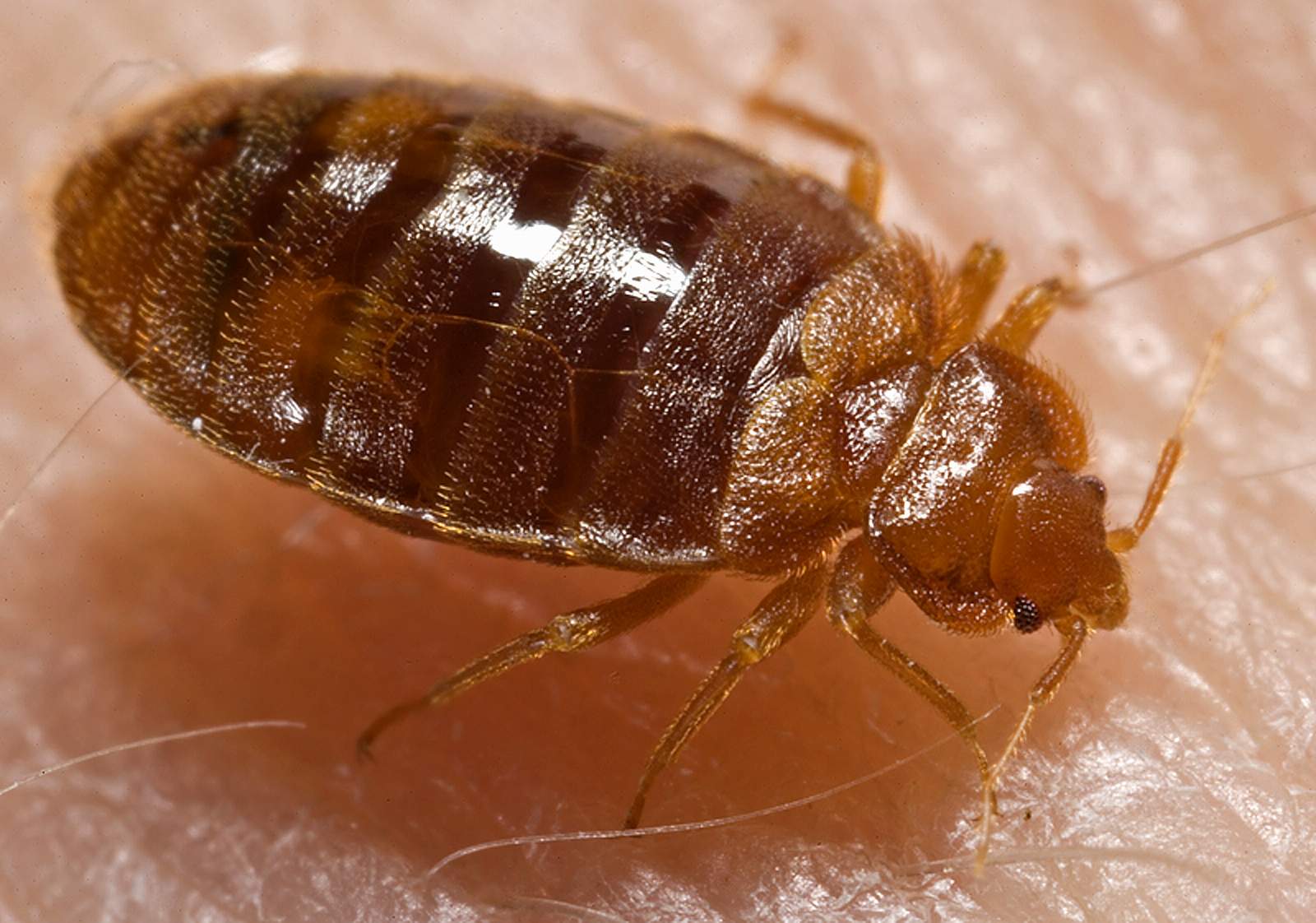 Bed Bug Icon