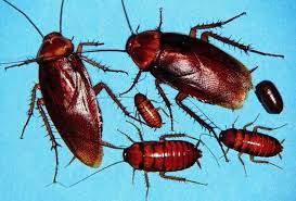 Bed Bug Icon